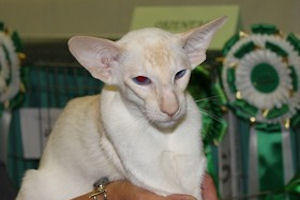 Wiltshire & District Cat Club Show 2009 Pictures by Paul Marshall